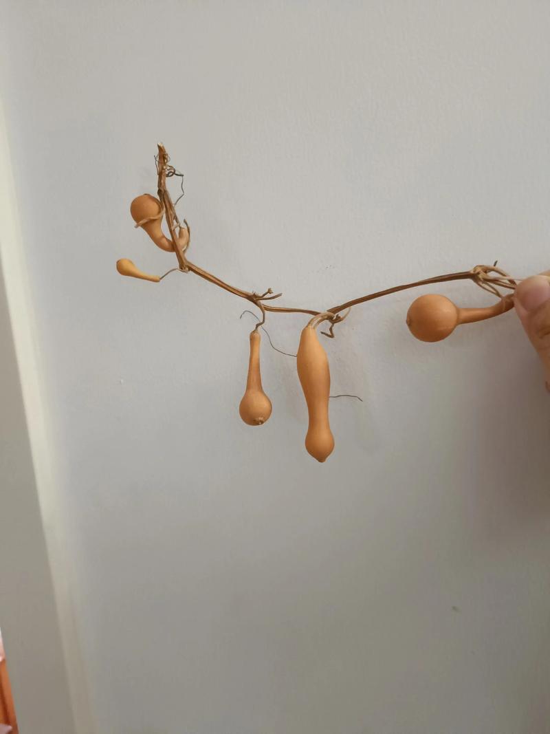 小葫芦