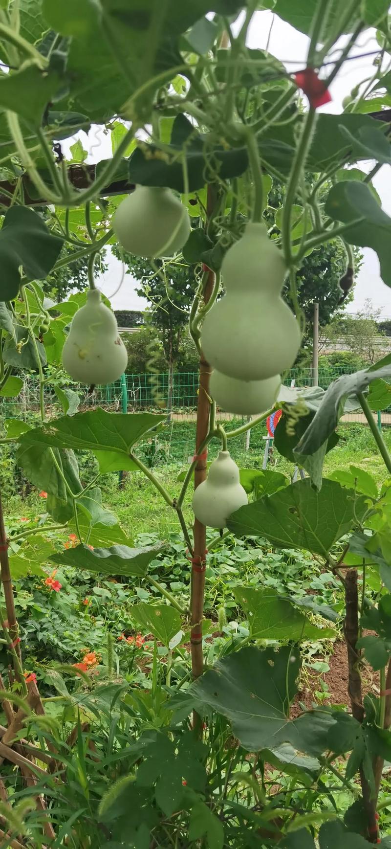葫芦手串：传递东方吉祥文化的手工艺品